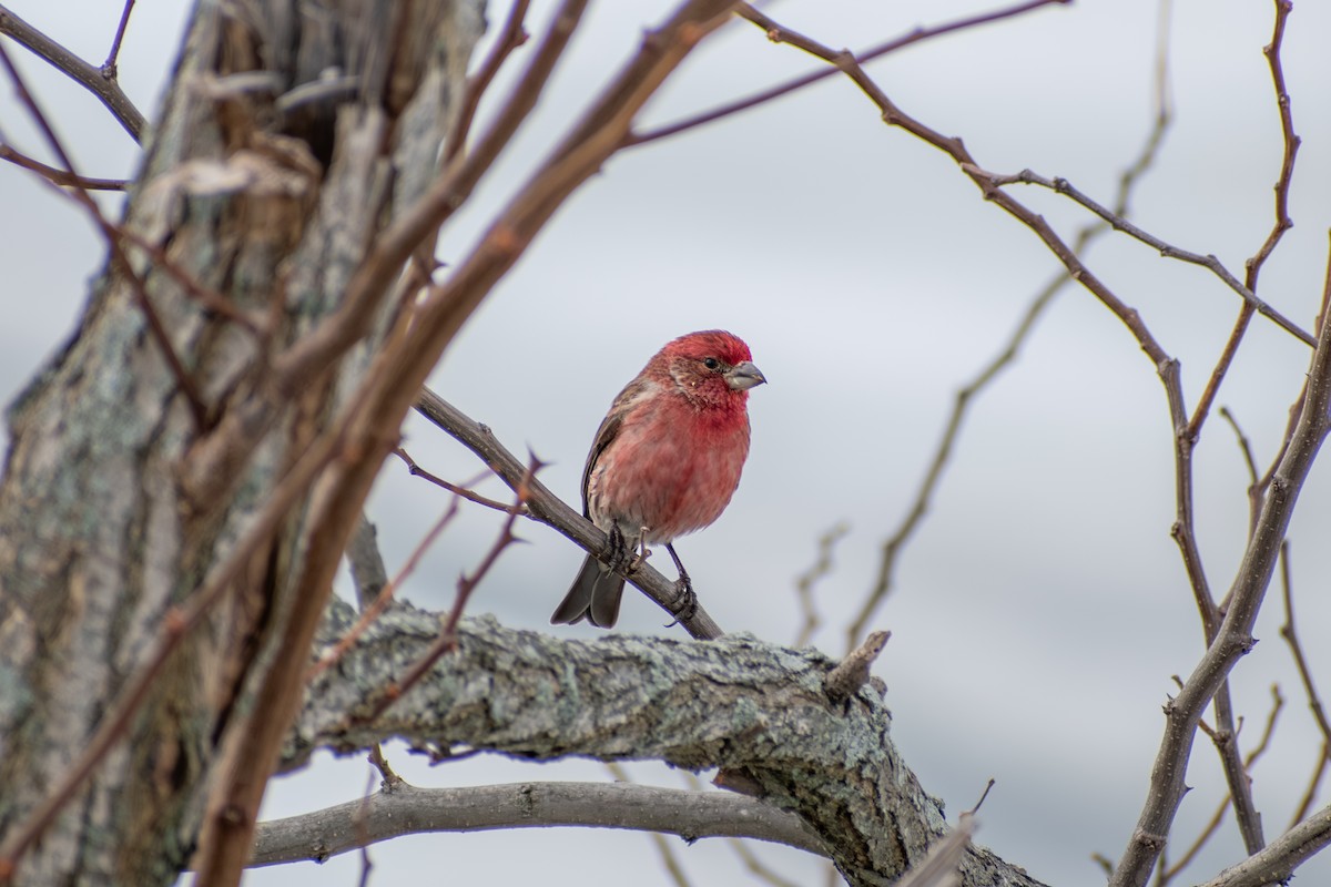 Burugorri arrunta - ML652338750