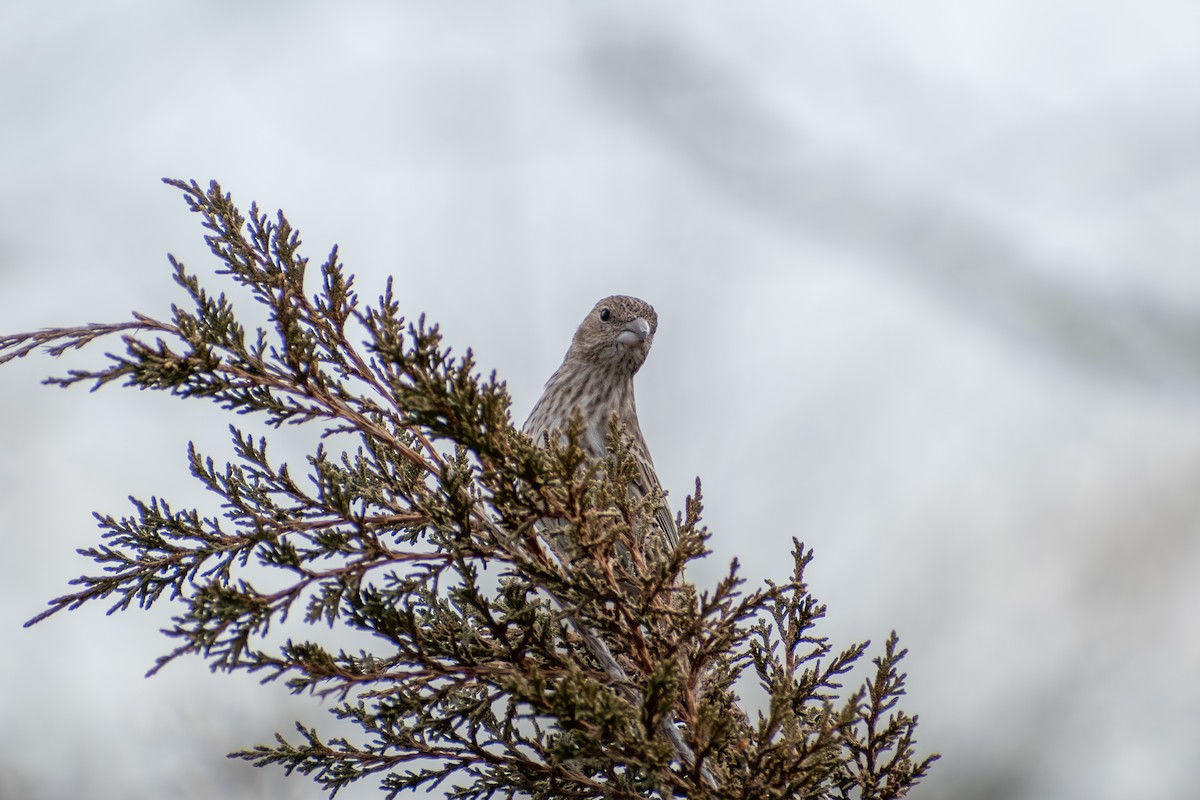 Burugorri arrunta - ML652338751