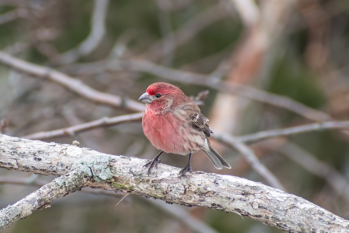 Burugorri arrunta - ML652338752