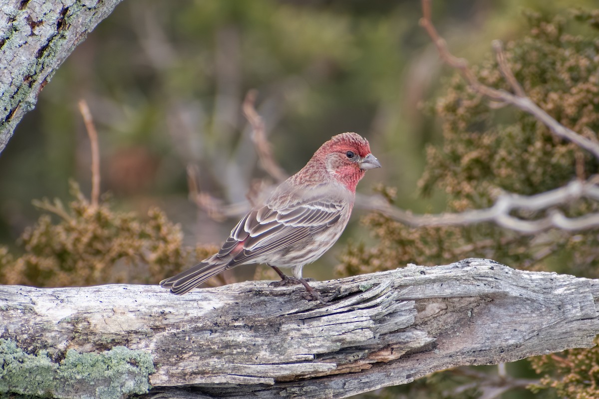 Burugorri arrunta - ML652338754