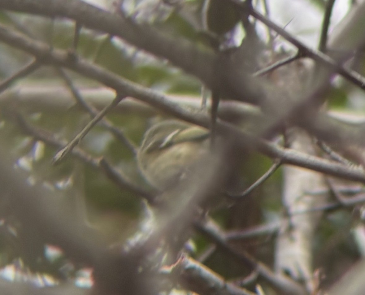 Ruby-crowned Kinglet - ML652338785