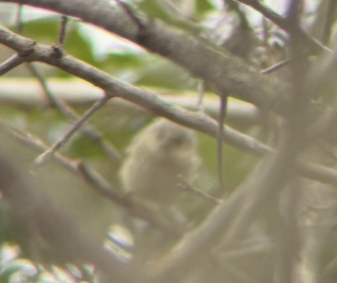 Ruby-crowned Kinglet - ML652338786