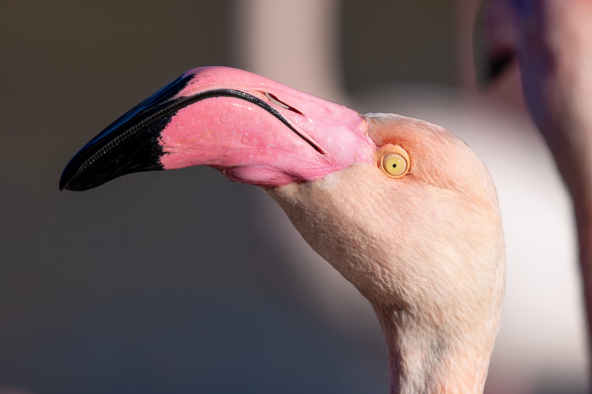 Фламінго рожевокрилий - ML652339399