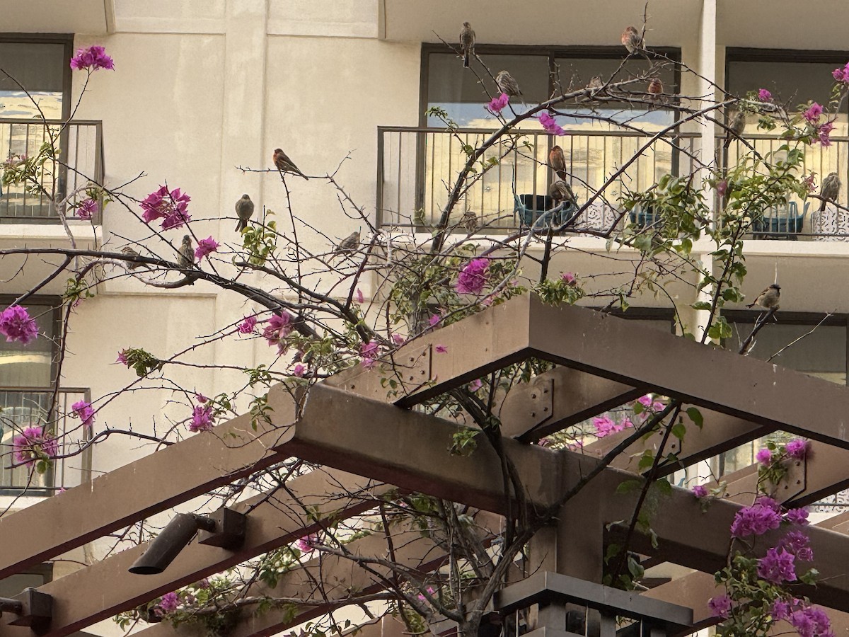 Burugorri arrunta - ML652339502