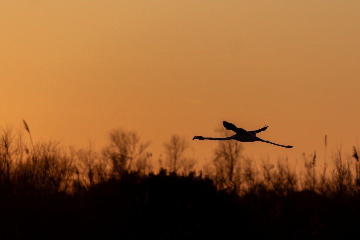 Фламінго рожевокрилий - ML652339508