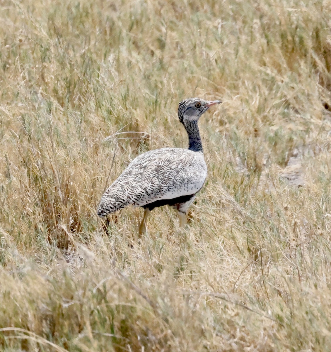 Белокрылый корхан - ML652339569