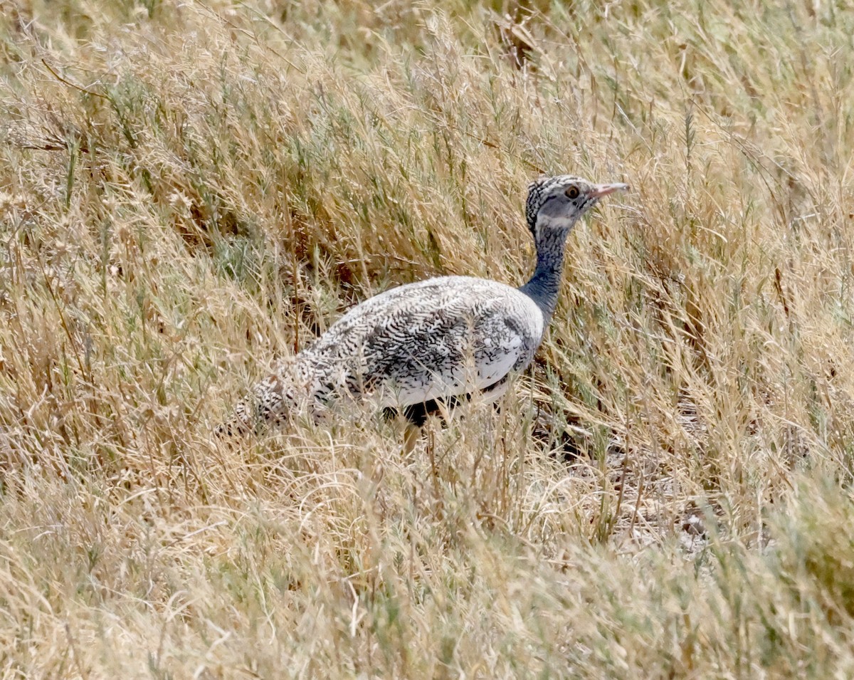 Белокрылый корхан - ML652339570