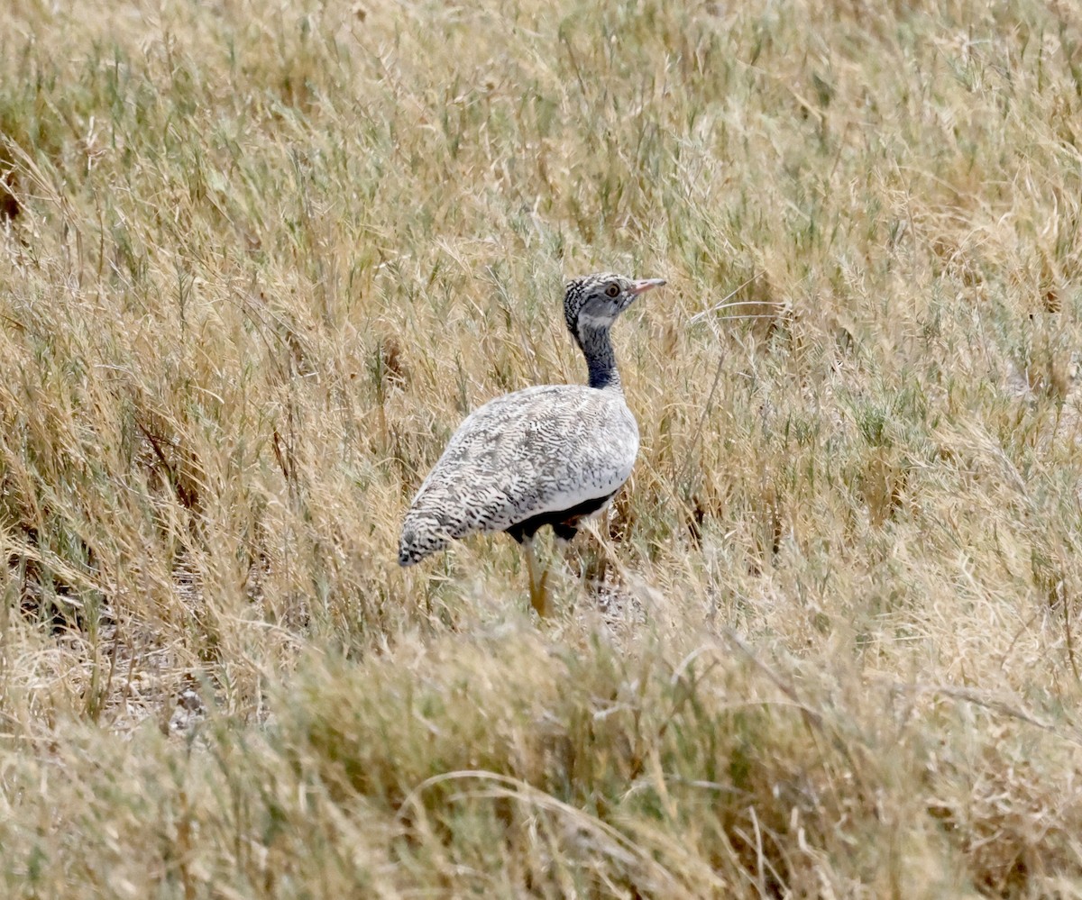 Белокрылый корхан - ML652339571