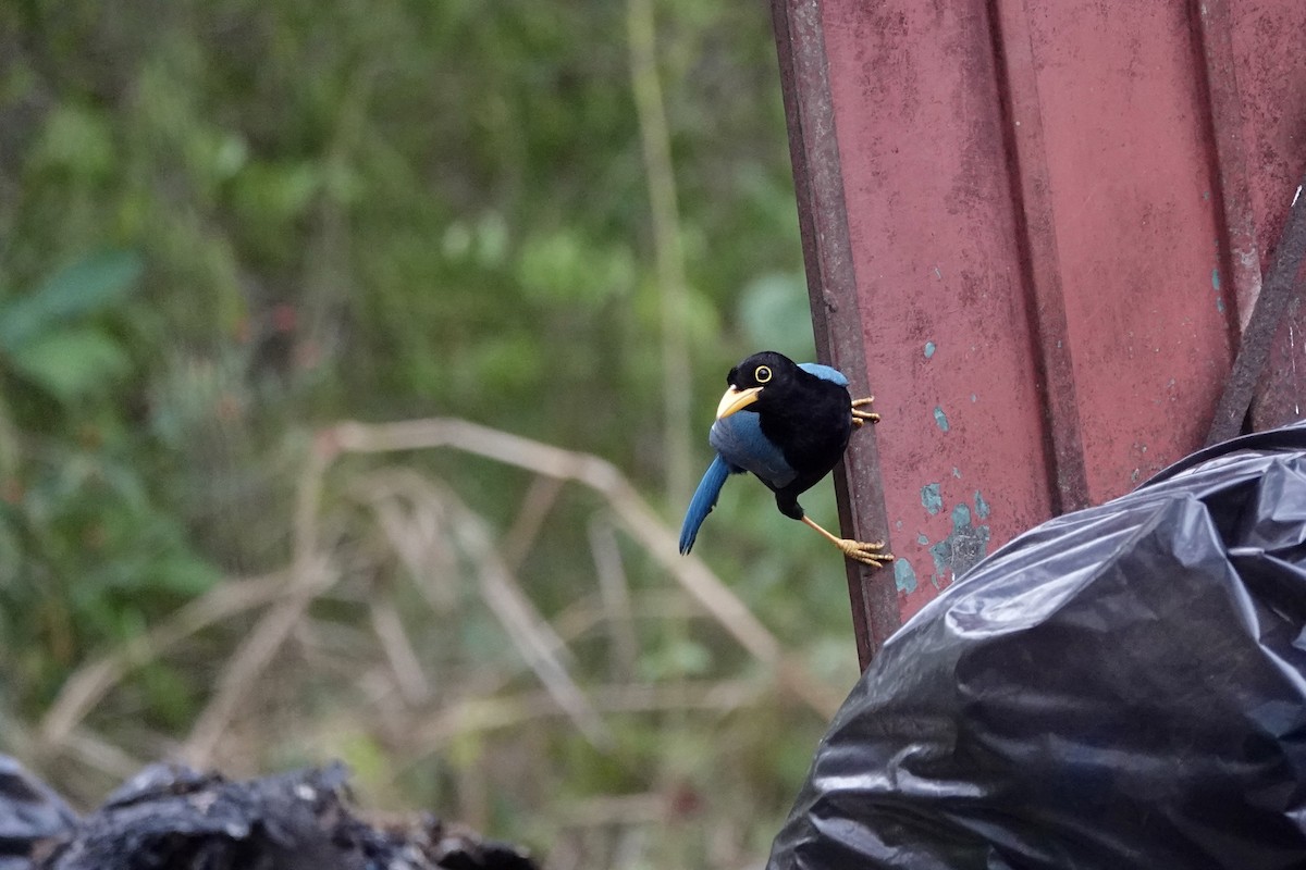 Yucatan Jay - ML652339758