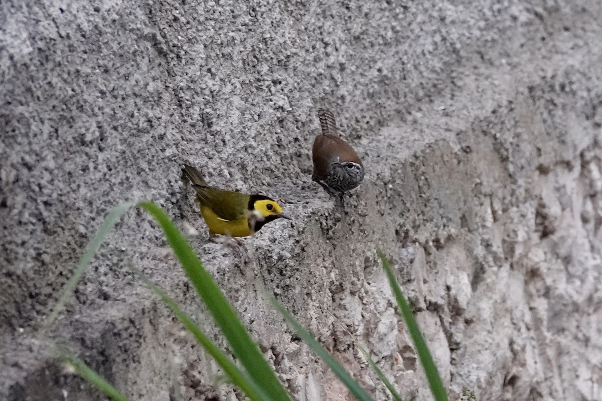 Spot-breasted Wren - ML652339819