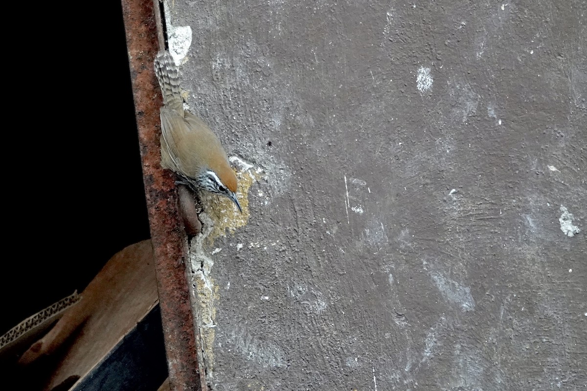 Spot-breasted Wren - ML652339820