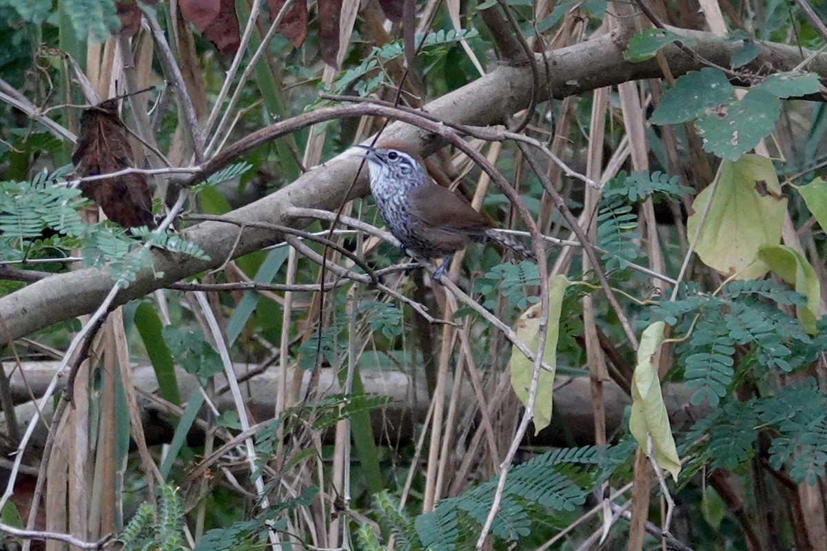 Spot-breasted Wren - ML652339821
