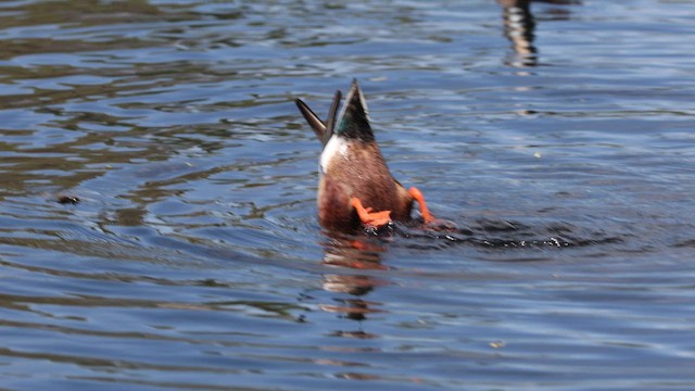 lžičák pestrý - ML652339824