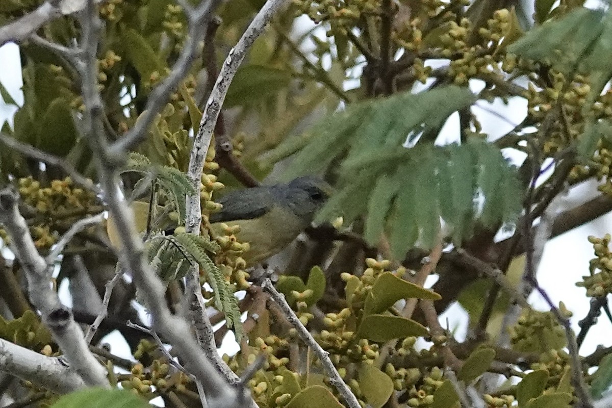 Scrub Euphonia - ML652339838