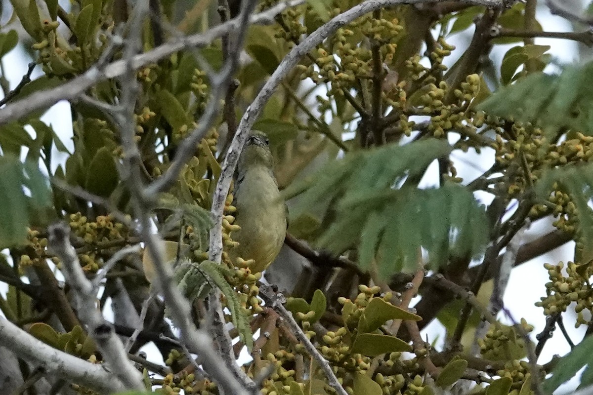 Scrub Euphonia - ML652339839