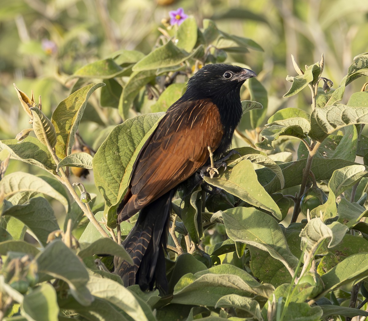 Black Coucal - ML652339907