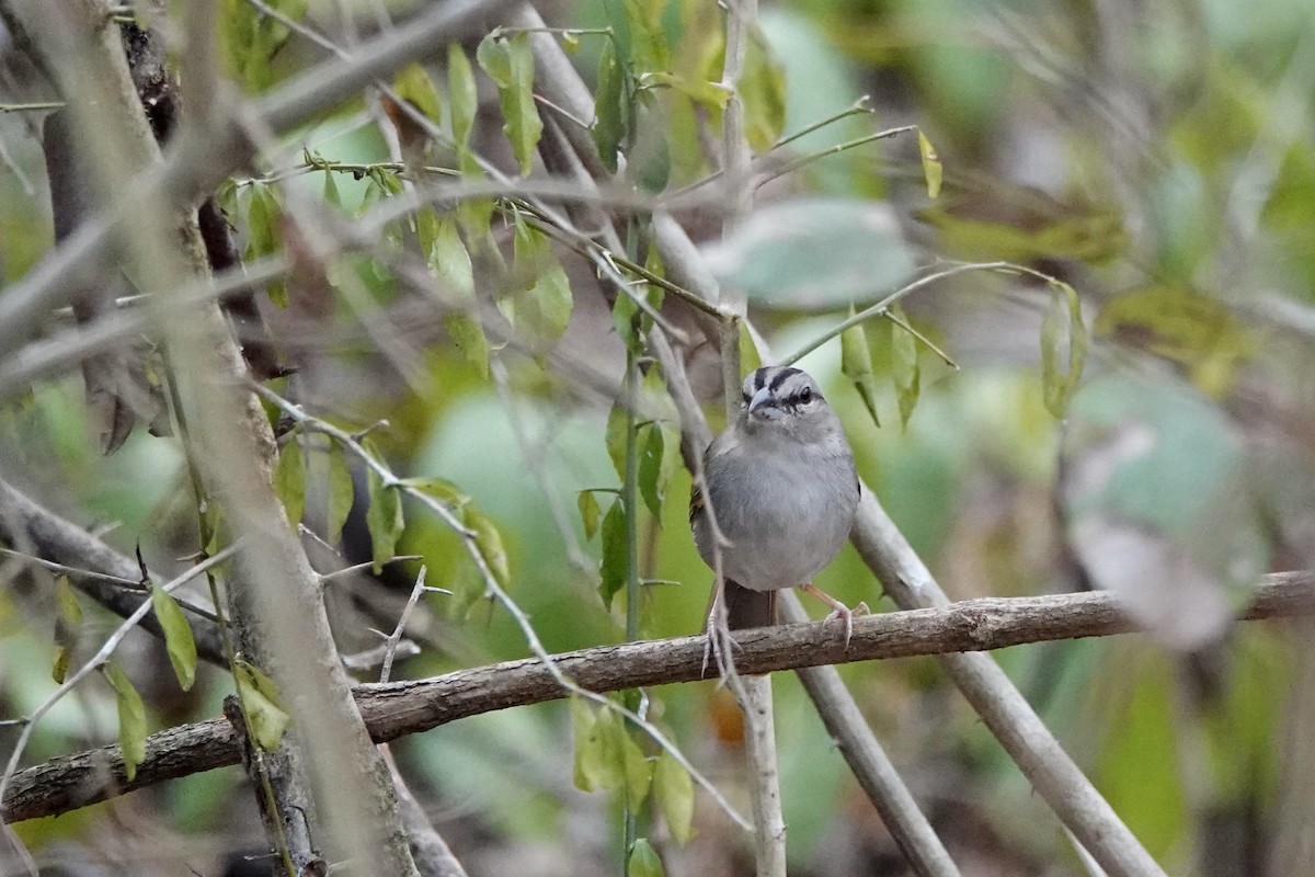 Olive Sparrow - ML652339908