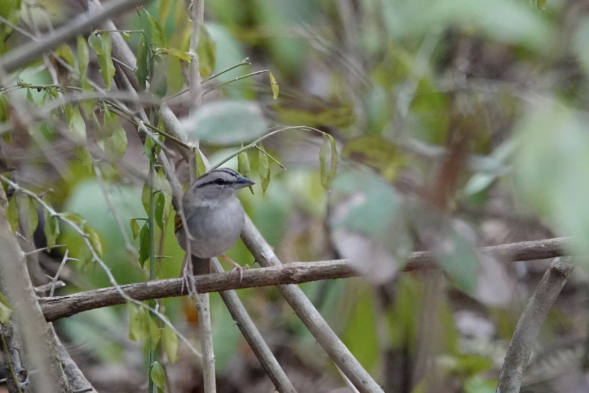 Olive Sparrow - ML652339909