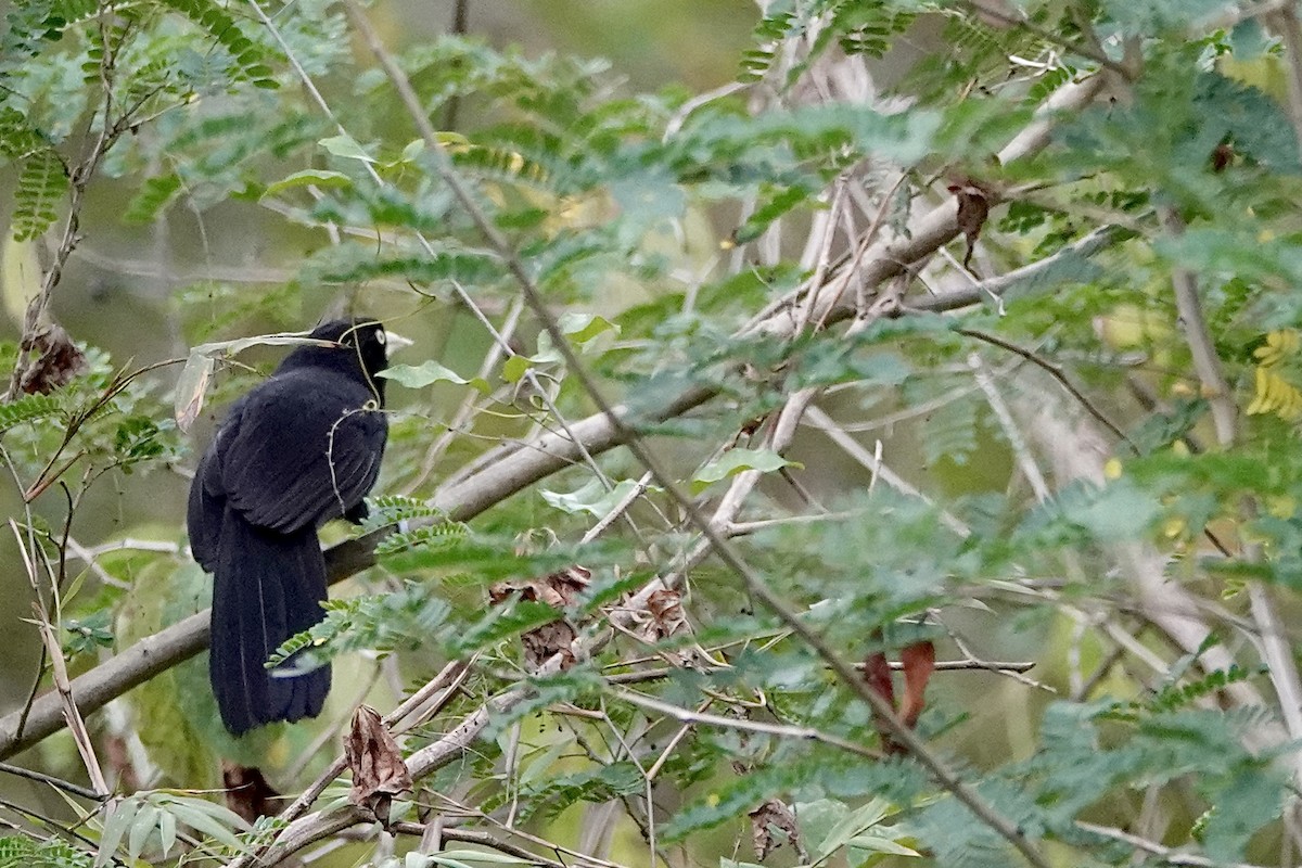 Yellow-billed Cacique - ML652339932