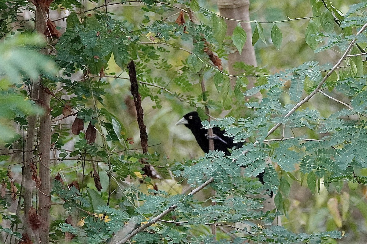 Yellow-billed Cacique - ML652339933