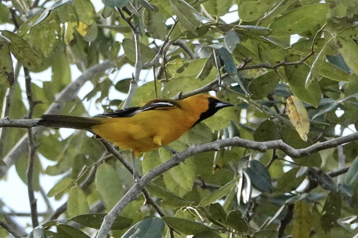 Orange Oriole - ML652339967
