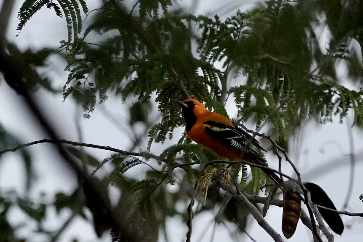 Orange Oriole - ML652339968