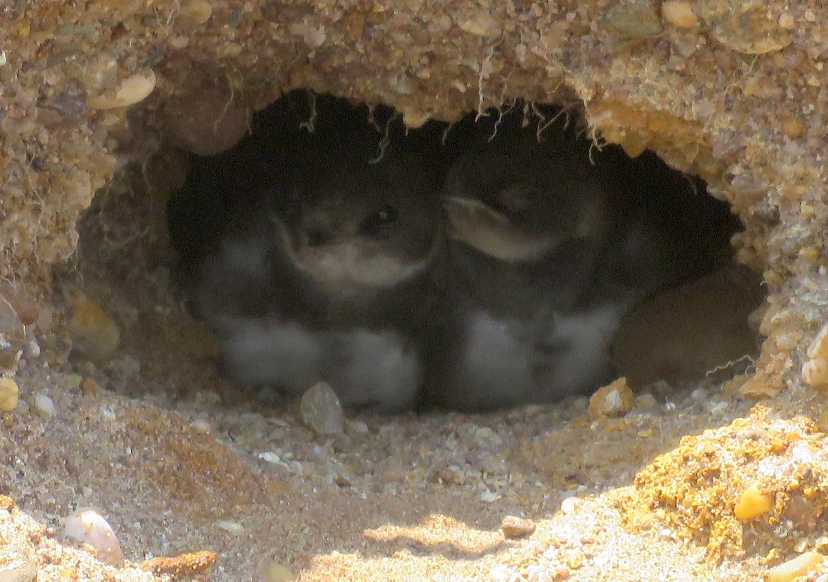 Bank Swallow - ML65234001