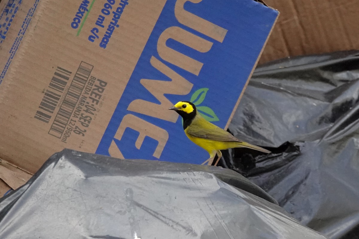 Hooded Warbler - ML652340048