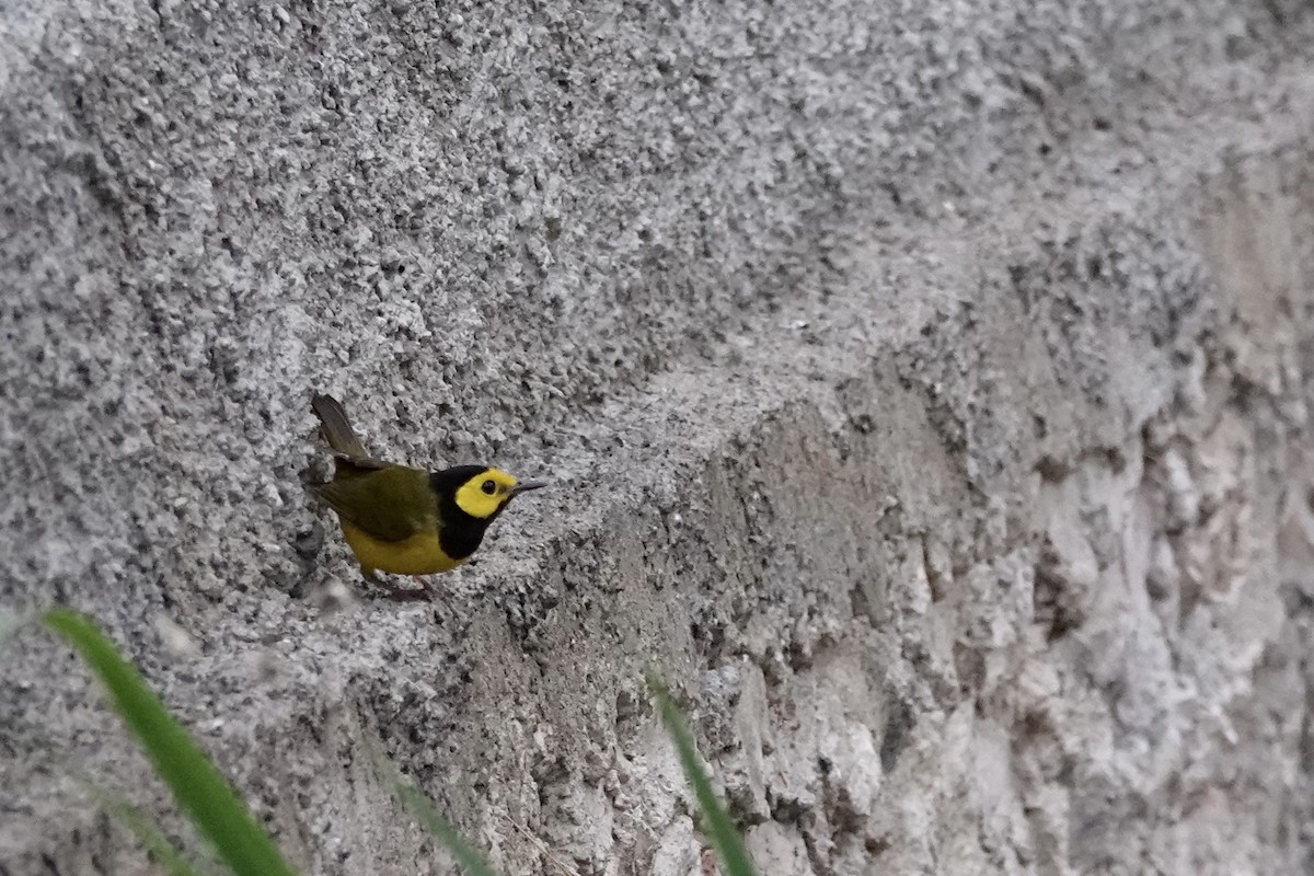 Hooded Warbler - ML652340049
