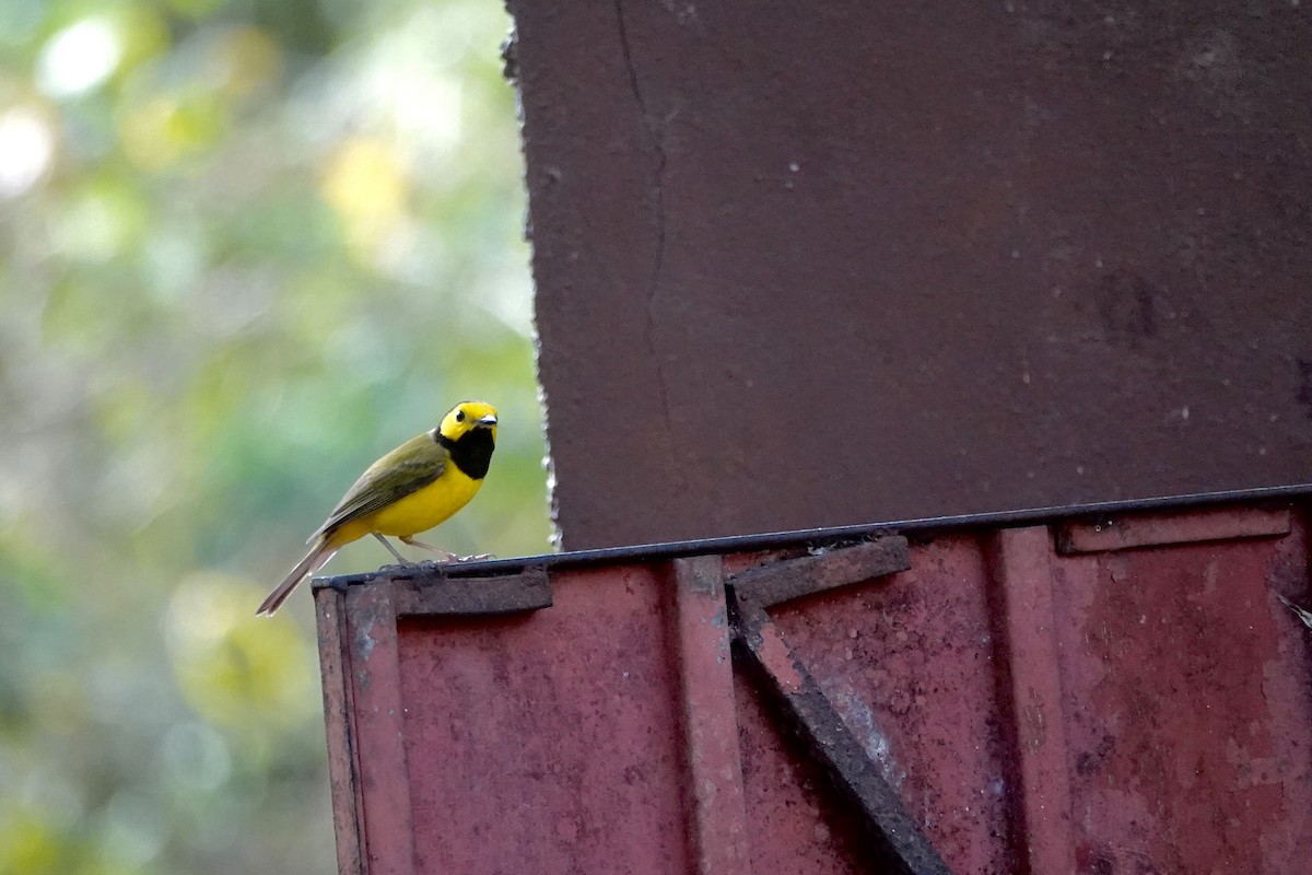 Hooded Warbler - ML652340050