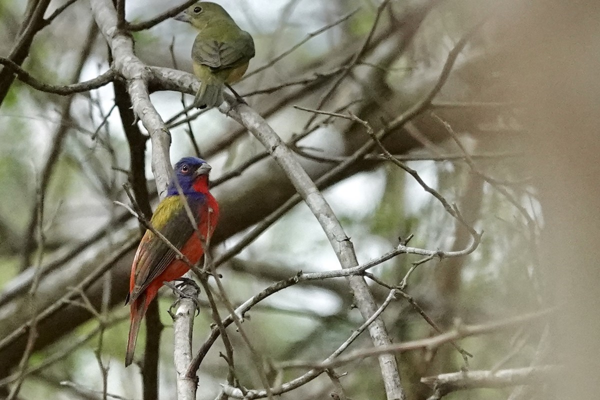 Painted Bunting - ML652340085