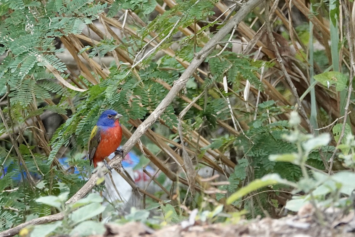 Painted Bunting - ML652340086