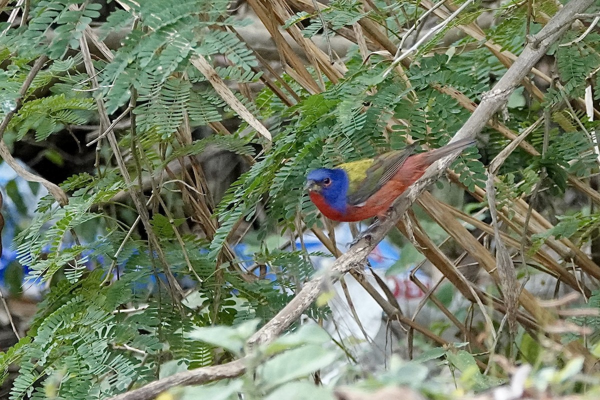Painted Bunting - ML652340087