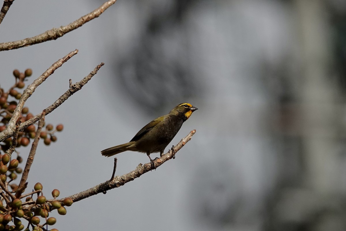 Yellow-faced Grassquit - ML652340135