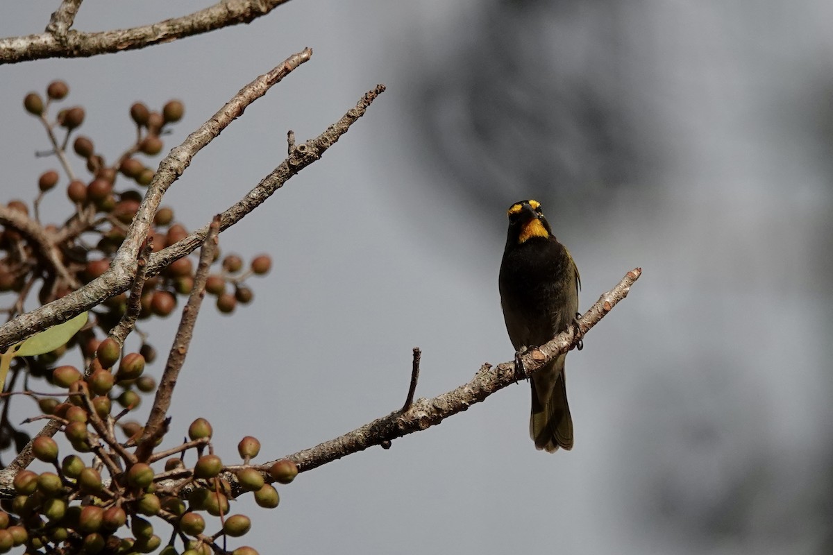 Yellow-faced Grassquit - ML652340136