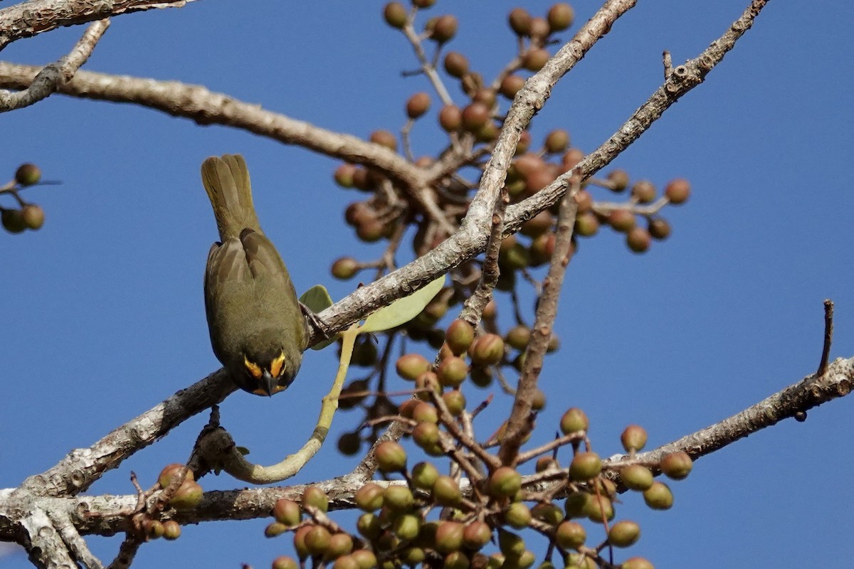 Yellow-faced Grassquit - ML652340137