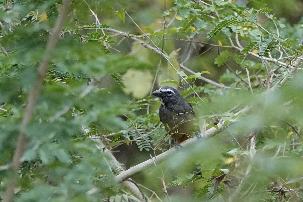 Cinnamon-bellied Saltator - ML652340174