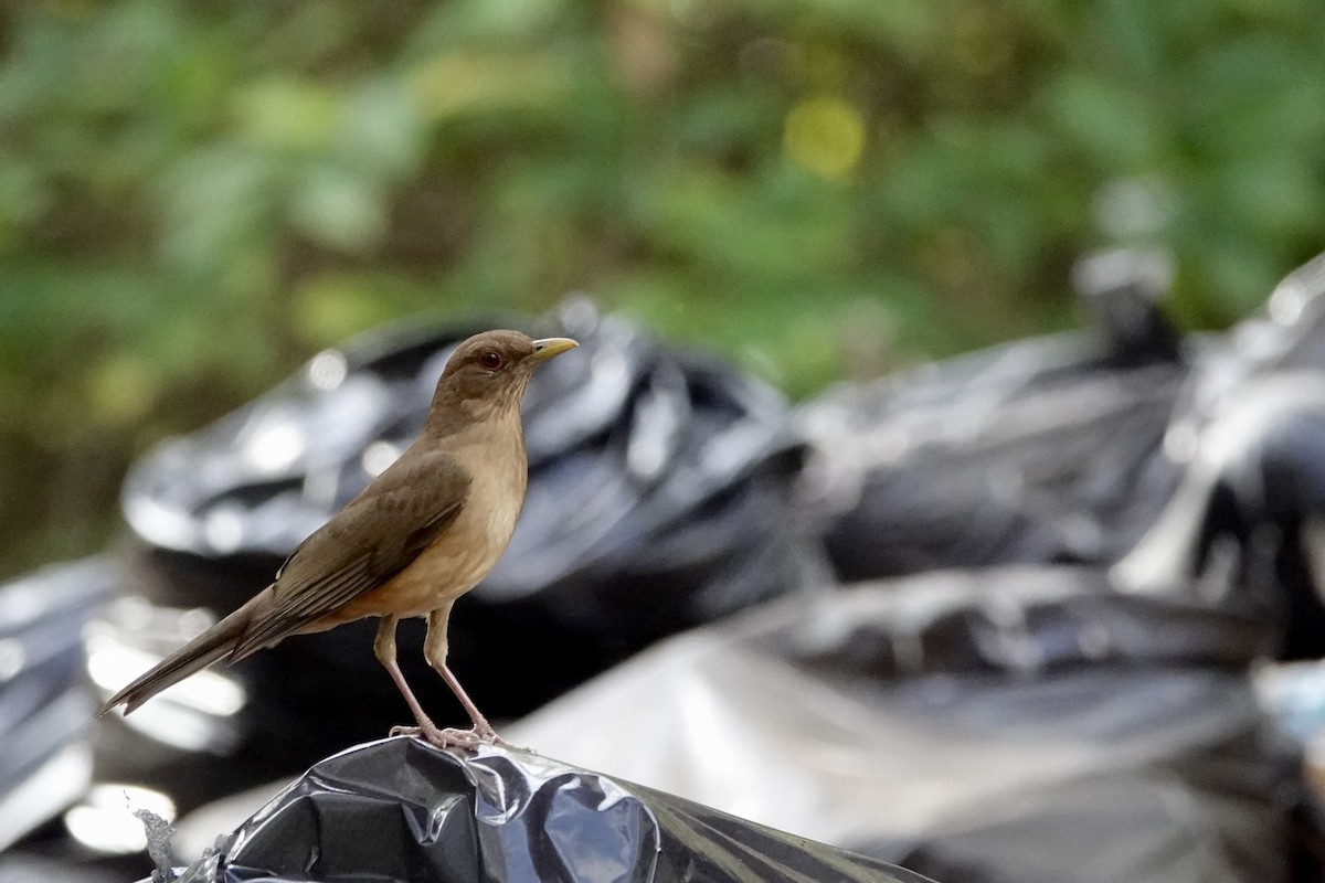 Clay-colored Thrush - ML652340286