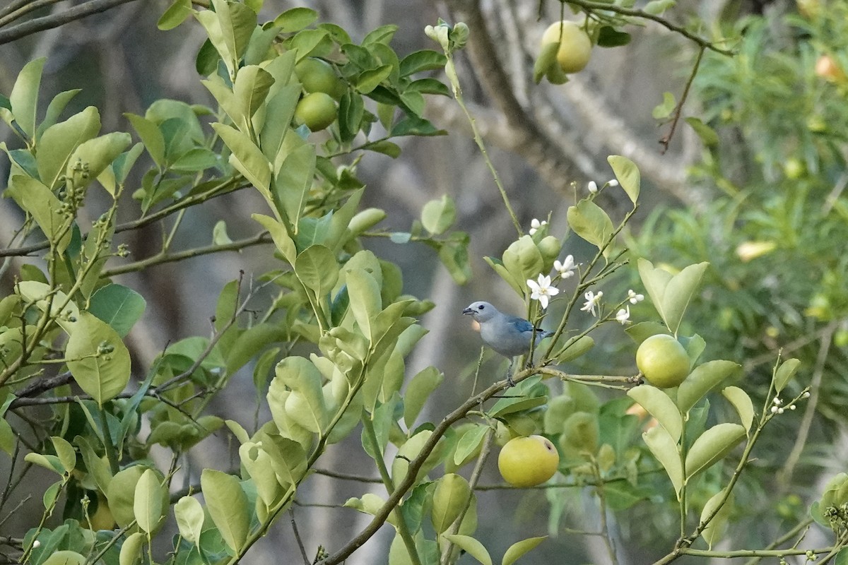 Blue-gray Tanager - ML652340656