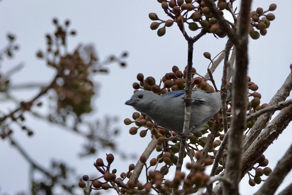 Blue-gray Tanager - ML652340657