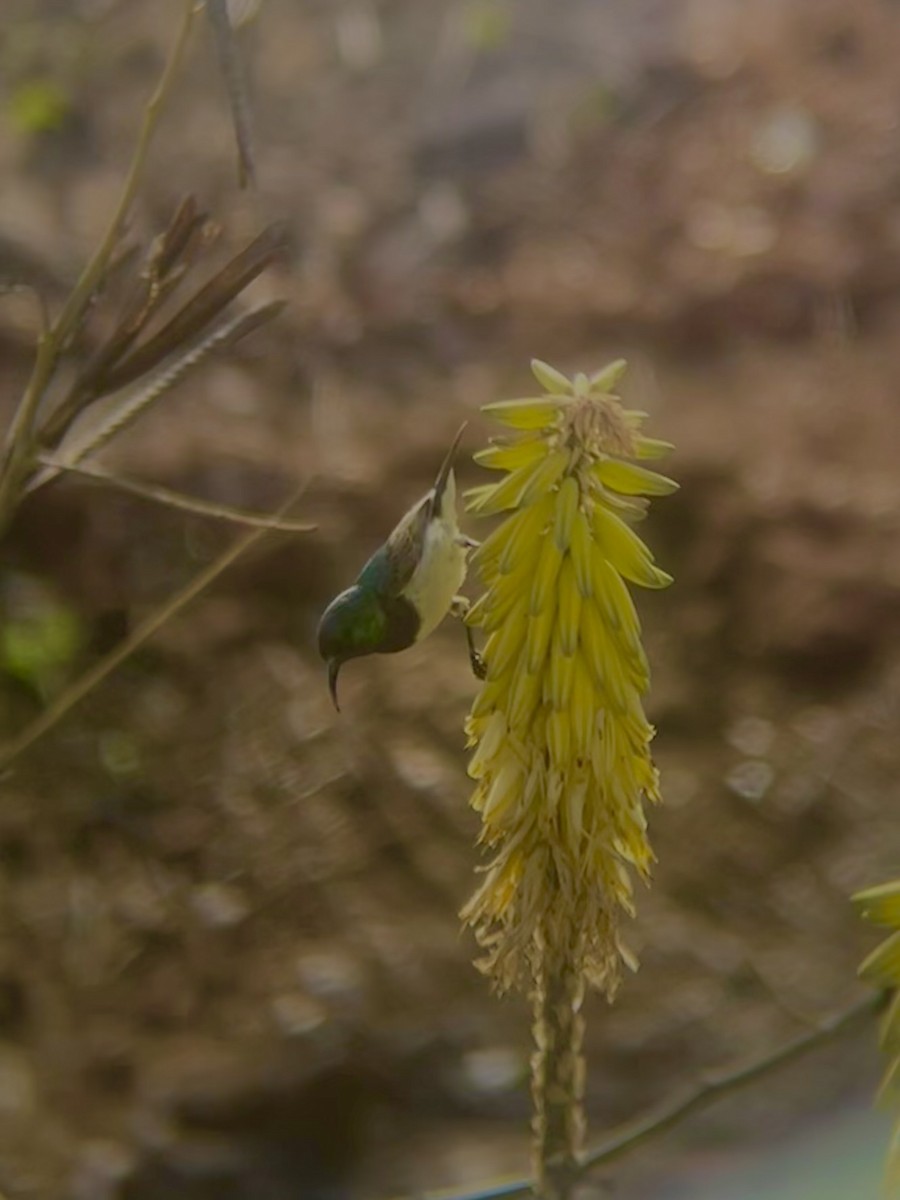 カワリタイヨウチョウ - ML652340692