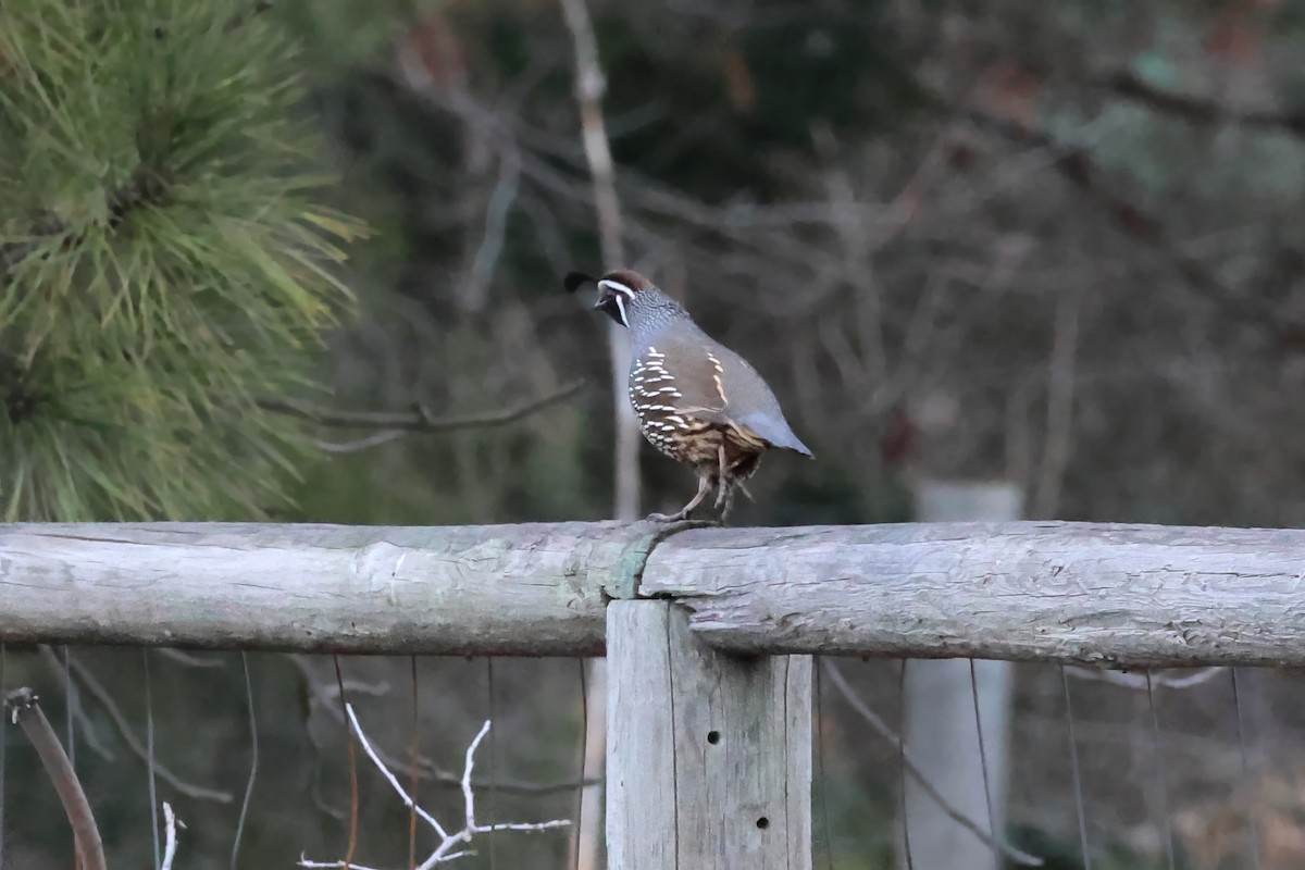 Galeper kaliforniarra - ML652340725