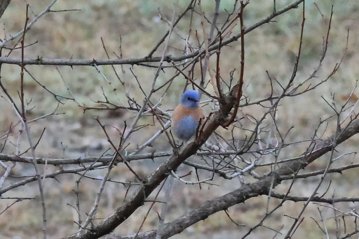 Western Bluebird - ML652340742