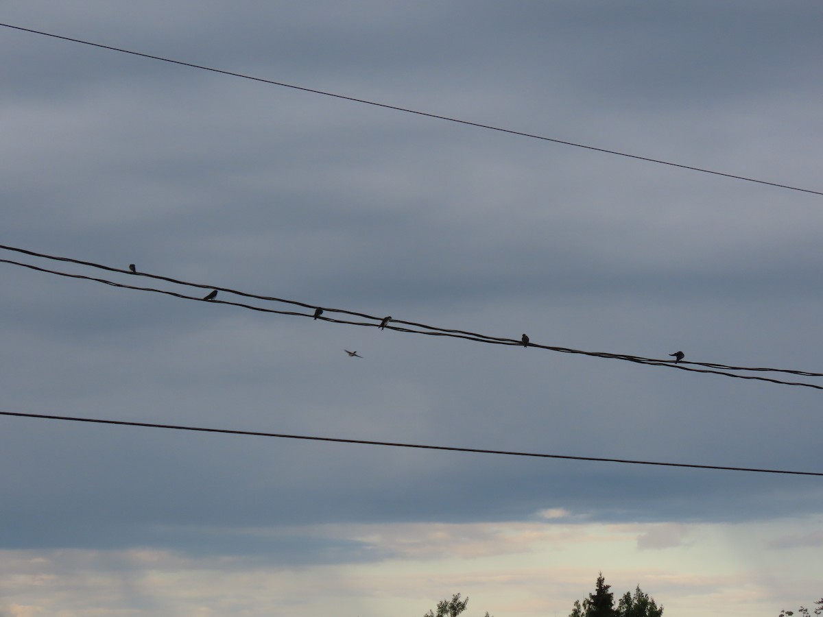 ミドリツバメ - ML652340851