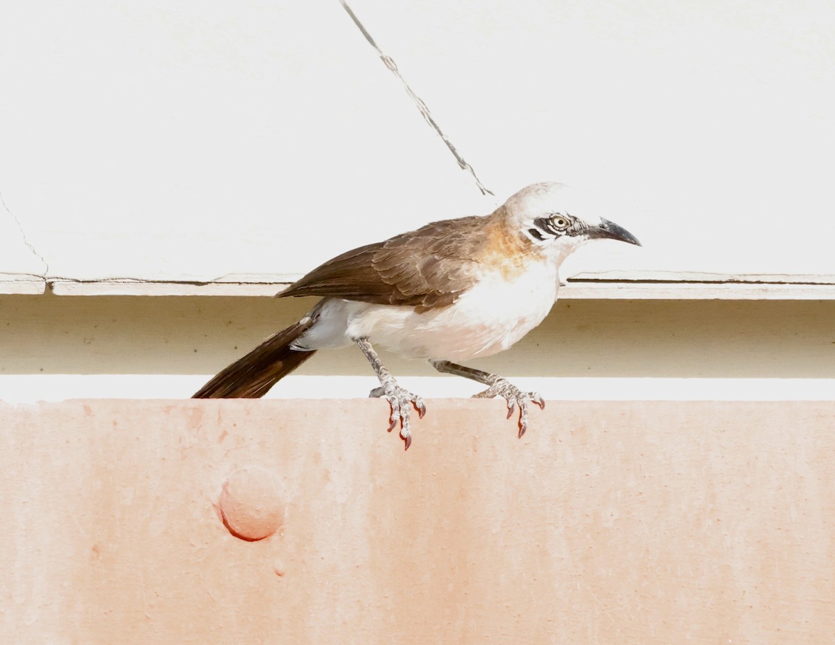 Голощёкая дроздовка - ML652340864