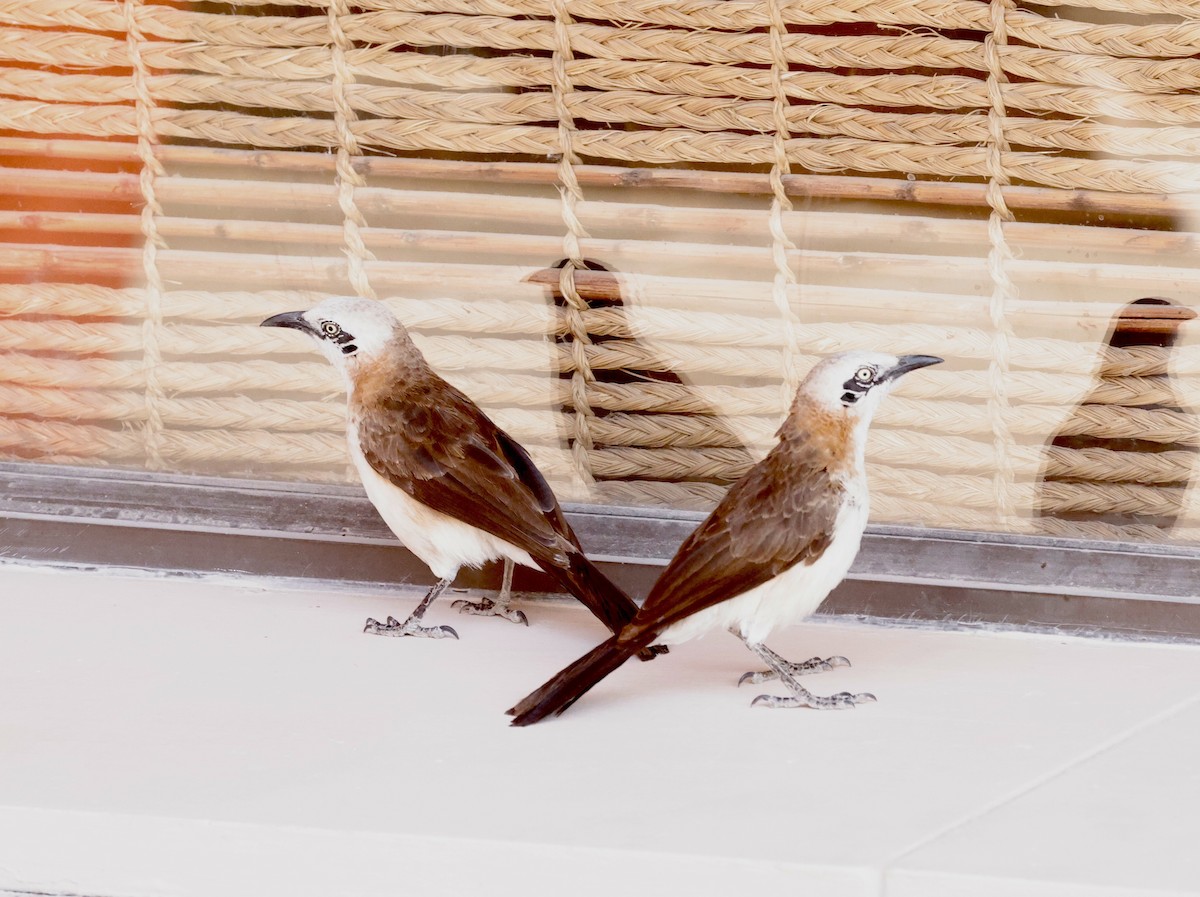 Голощёкая дроздовка - ML652340865