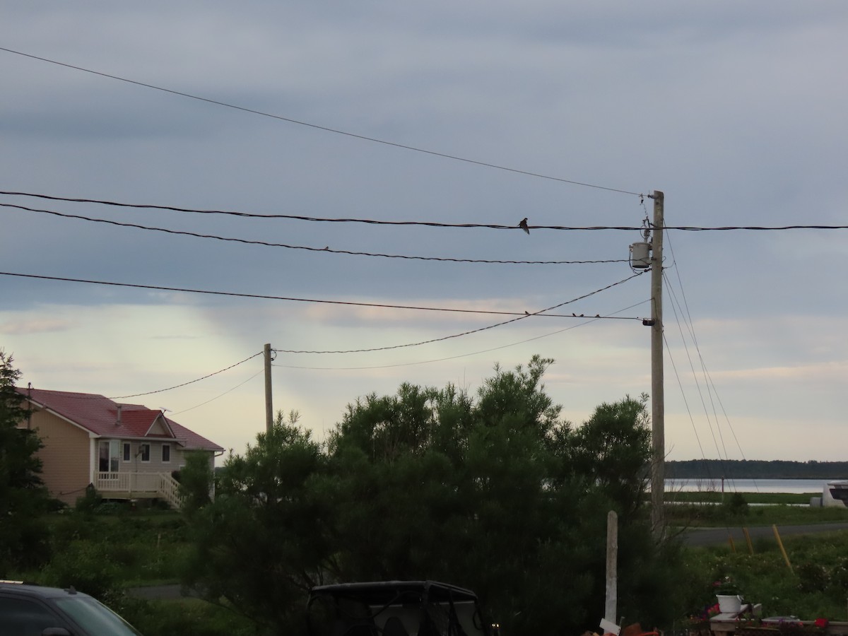 ミドリツバメ - ML652340917