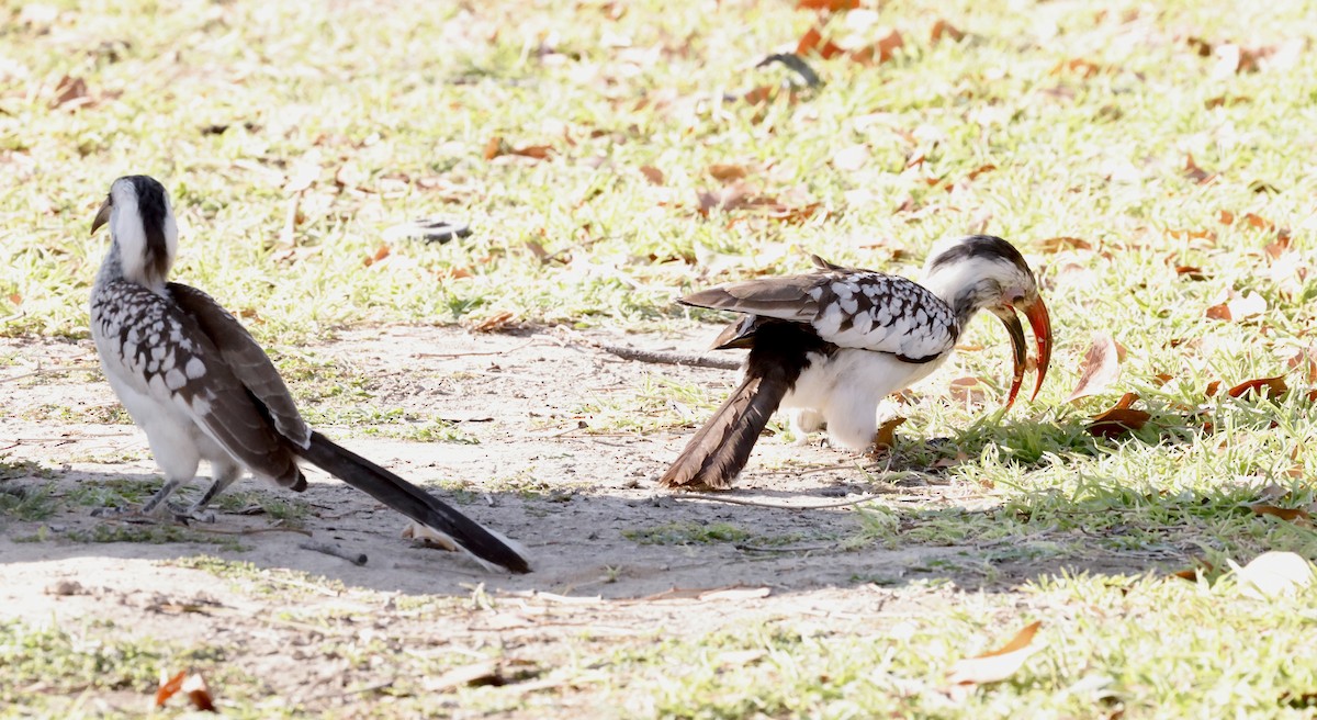 Пестрошейный x Дамарский токо (гибрид) - ML652340933