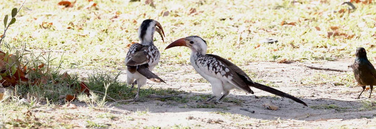 Пестрошейный x Дамарский токо (гибрид) - ML652340935