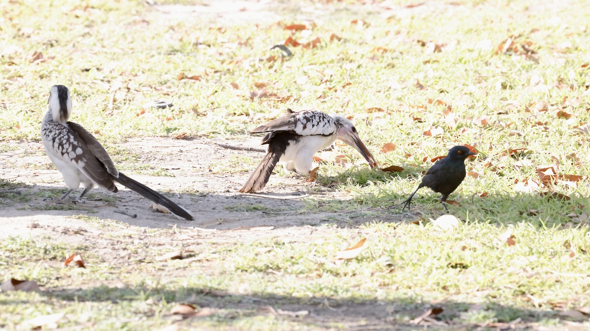 Пестрошейный x Дамарский токо (гибрид) - ML652340936